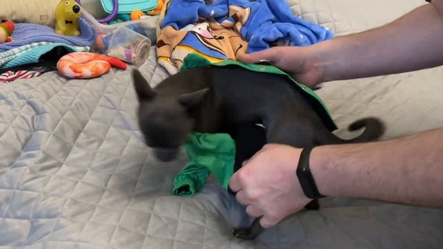 ПОКУПКИ ? ТЕСТ АКРИЛ-СТИРОЛЬНОГО ЛАКА смотреть онлайн