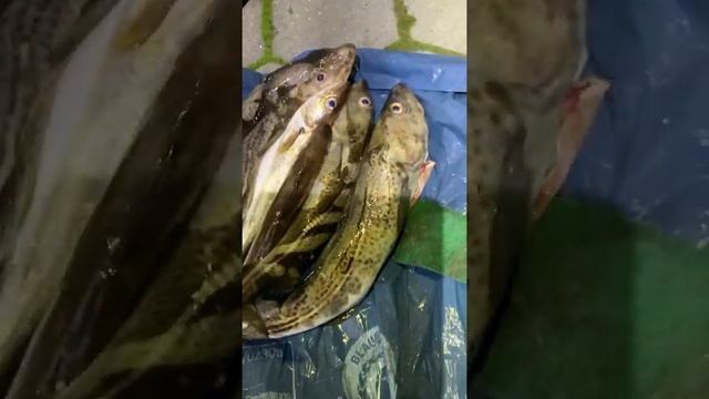 Рыбу девать не куда. Отчёт двухдневной рыбалки смотреть онлайн