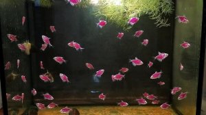 Тернеция размножение, мальки тернеции