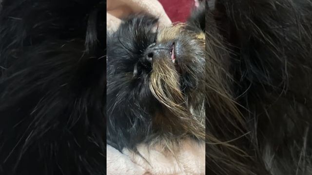 Едем с собакой в поезде на море. Пятидневный отпуск в Адлере с собакой смотреть онлайн