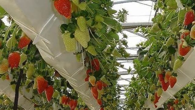 Выращивание Клубники в теплице круглый год как бизнес идея смотреть онлайн