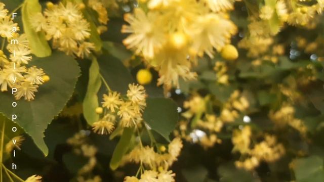 ЛИПА ЦВЕТЫ ЛИПЫ ПОЛЬЗА И ВРЕД ЛИПА ПОЛЕЗНЫЕ СВОЙСТВА ДЛЯ ОРГАНИЗМА