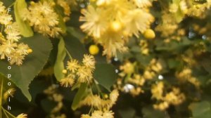 ЛИПА ЦВЕТЫ ЛИПЫ ПОЛЬЗА И ВРЕД ЛИПА ПОЛЕЗНЫЕ СВОЙСТВА ДЛЯ ОРГАНИЗМА