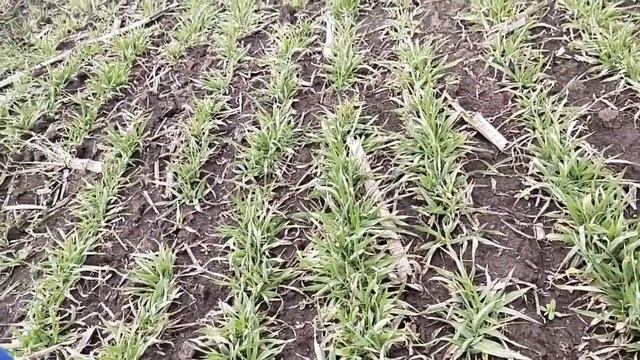 озимый#ячмень#предшественник#кукуруза смотреть онлайн