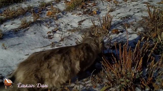 Кошка Ёлька первый раз видит снег 🐱🐶❄ смотреть онлайн