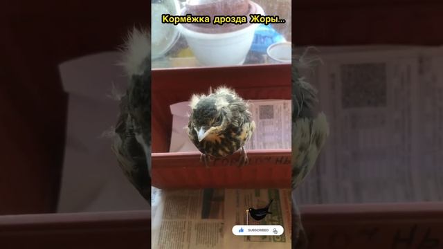 Аппетит великолепный!? Appetite is great! /Said Spitz #СказалиШпиц #животные#птицы#дрозд#птенцы смотреть онлайн