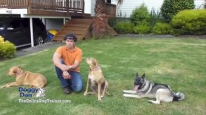The Online Dog Trainer Review - How to Train Your Dog Effectively