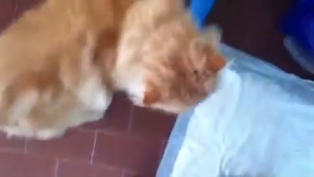 Sandalino смотреть онлайн