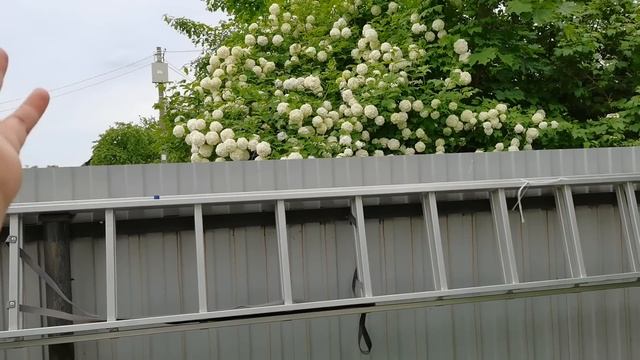 Четыре дня не была в саду. Как пережила такой момент? смотреть онлайн