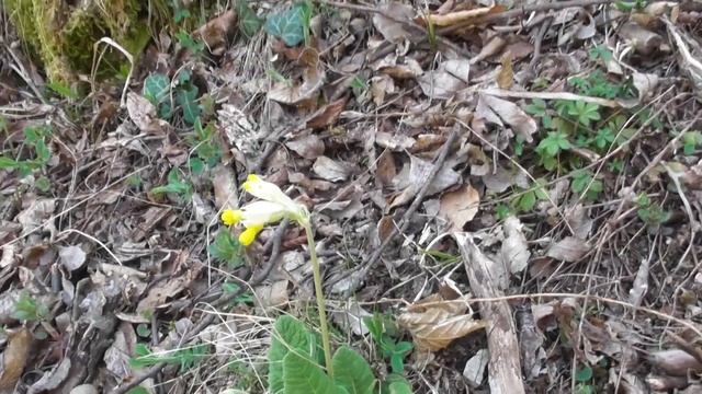 Primula veris, cowslip, common cowslip, cowslip primrose; syn Primula officinalis Hill смотреть онлайн