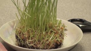 Проростки Пшеницы Живая пища №1 (видео 1)