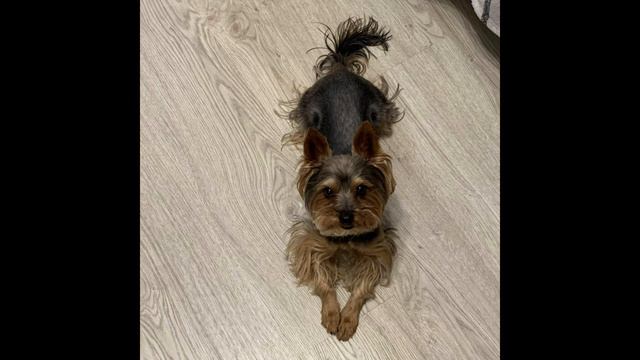 Жоская игра на флейте и гитаре смотреть онлайн