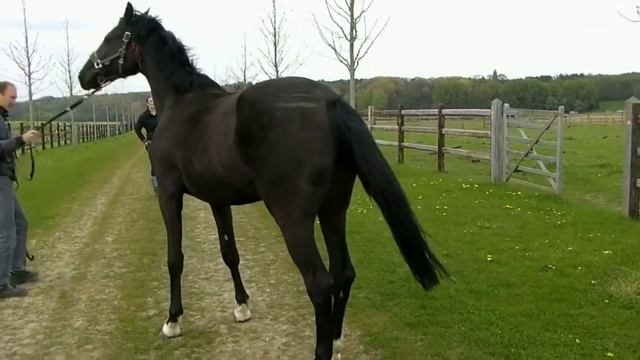 O Samba (Samba Hit II X Bellissimo) 2 ans et 10 mois смотреть онлайн