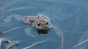 Жабы на пруду!??????????