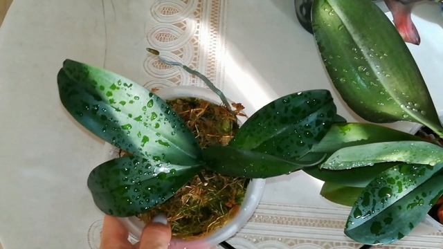 ПОДРОСТОК 2,5 #PHALAENOPSIS #AMABILIS #IRIAN JAYA С ЦВЕТОНОСОМ❣️ЛАС ВЕГАС, ИРЕН ДОБКИН, ЖЁЛТЫЙ ШОКО смотреть онлайн