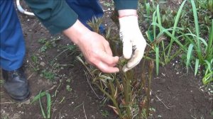 ПИОНЫ. Уход и подкормка ВЕСНОЙ до цветения