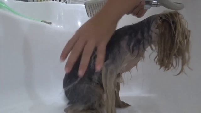 КАК МЕНЯ МОЮТ || КАК НАДО МЫТЬ СОБАКУ || HAPPY PETS смотреть онлайн