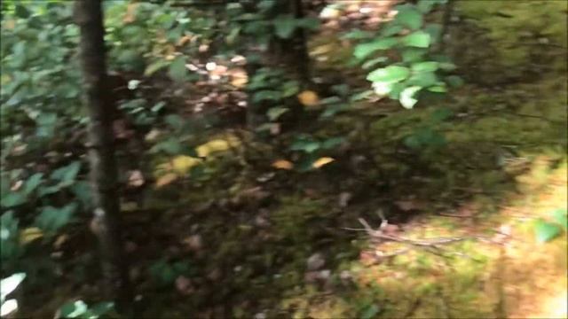 Favorite Mushroom Spot Part 3: Matsutake and Porcini - Episode 162 смотреть онлайн