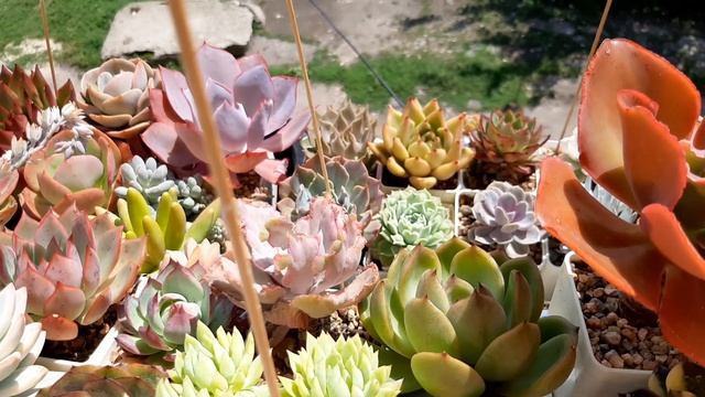 Суккуленты. Ответы на ваши вопросы .Досветка, обработка , вредители, укоренение черенков. смотреть онлайн