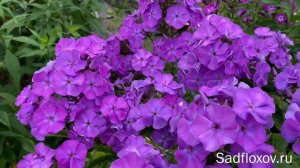 Сравниваем флокс Маленький Хамелеон и флокс Ночка