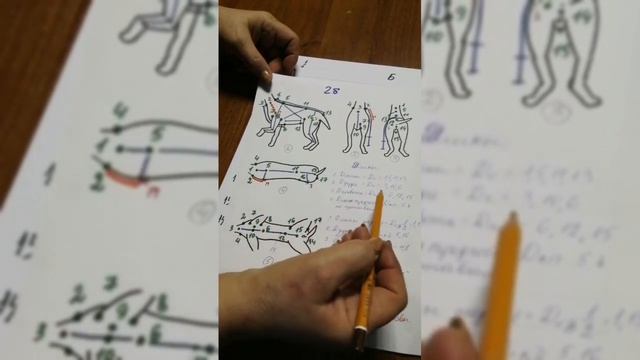 Построение выкройки основы одежды для собак. смотреть онлайн