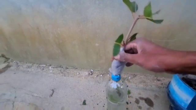 the best idea Java plum aloe vera and tow varieties on the same tree natural aloe vera смотреть онлайн