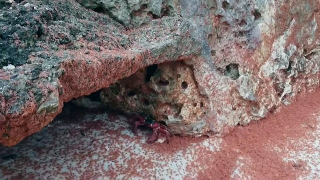 Crablets at Flying Fish Cove, Christmas Island смотреть онлайн