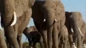 ребятам  о зверятах  СЛОНЫ