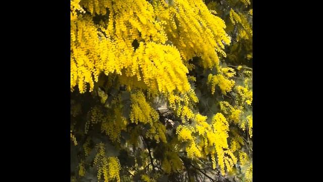 Mimosa et miel - Mandelieu France смотреть онлайн