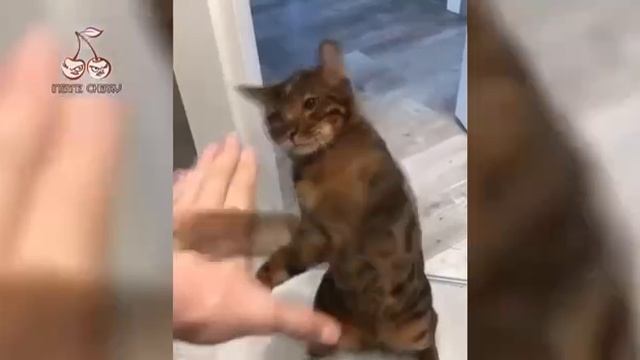 Король и Шут - Лесник (Animal Cover) ? смотреть онлайн