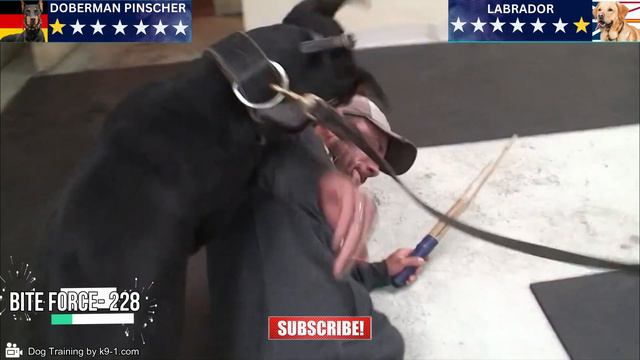 Labrador VS Doberman Comparison in Hindi | Doberman or Labrador Which is Best | Doberman Training смотреть онлайн