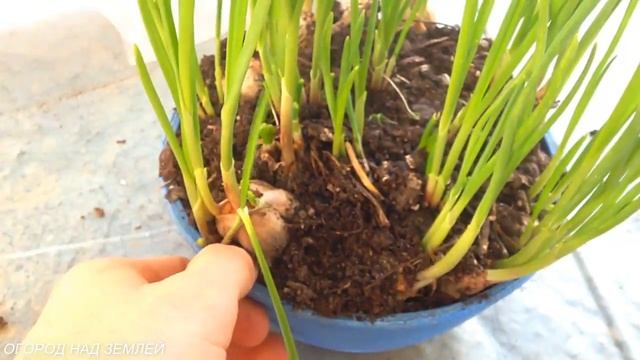 ЧЕСНОК НА ЗЕЛЕНЬ,НА ПОДОКОННИКЕ,ЗИМОЙ/РЕЗУЛЬТАТ. смотреть онлайн