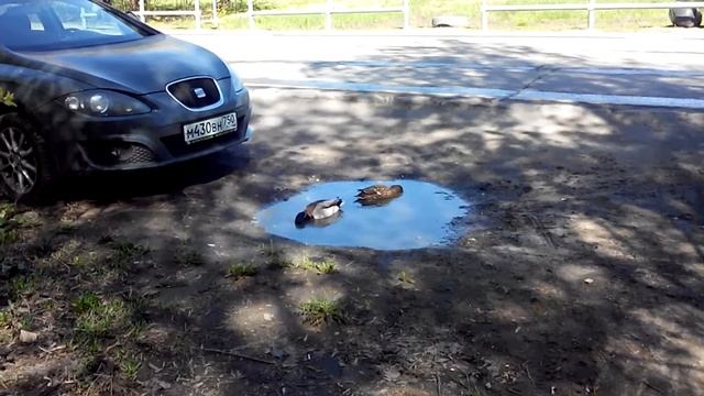 Утки городские смотреть онлайн