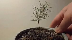 Мой опыт выращивания ели! От посадки до года.