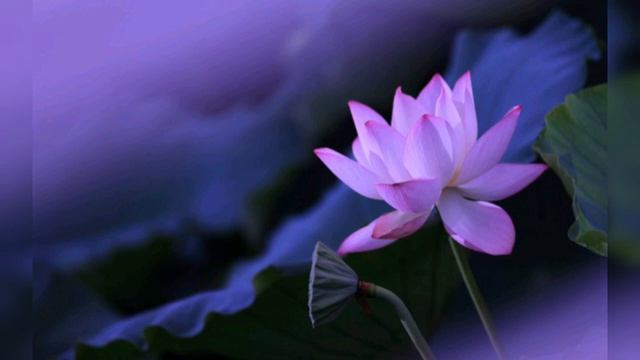 Burito - Лотосы ? смотреть онлайн