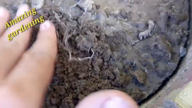 मरते हुए पौधे को कैसे बचाए || How to save a dying plant || amazing gardening hacks смотреть онлайн