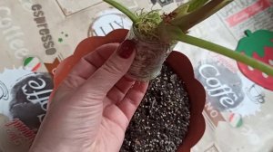 Эксперимент по переукоренению алоказии ?