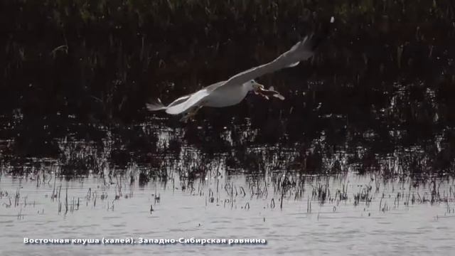 Восточная клуша (халей). Западно-Сибирская равнина смотреть онлайн