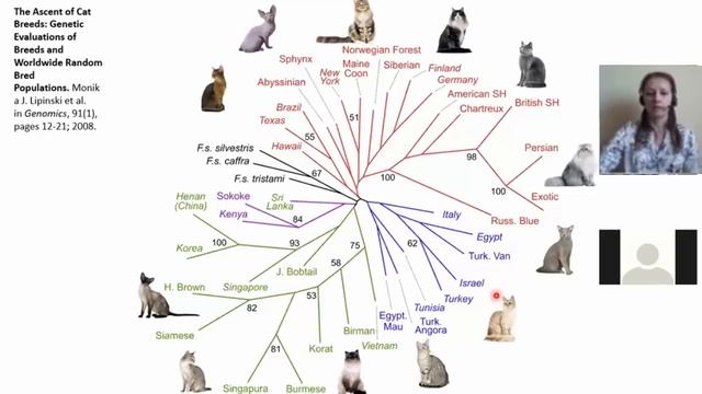 ? Малиновская Л. История домашней Кошки: от начала доместикации до наших дней! Video ReMastered. смотреть онлайн