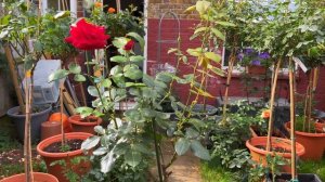 Розы в саду 2023. Обзор розы Herz Ass. Розы в горшках. Роза на штамбе. Красивая роза в саду Tantau.