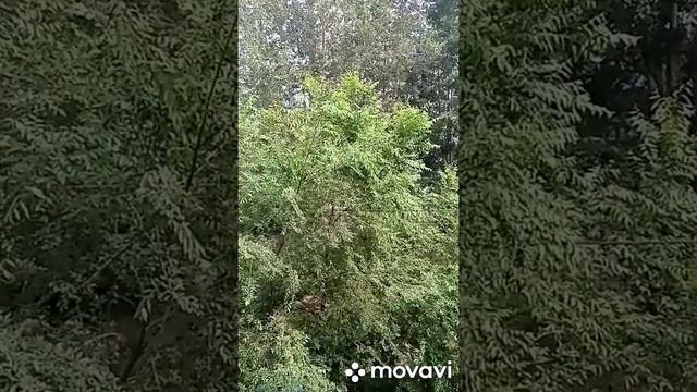 Медитация хоопонопоно. Аффирмации. Включи и слушай. Meditation, Hooponopono Meditation, Affirmation