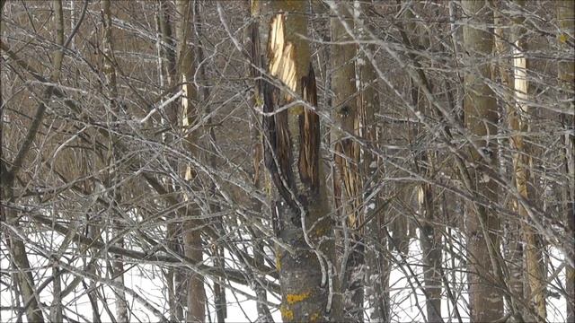Закрытие сезона уже близко / Охота на куницу , проверка капканов