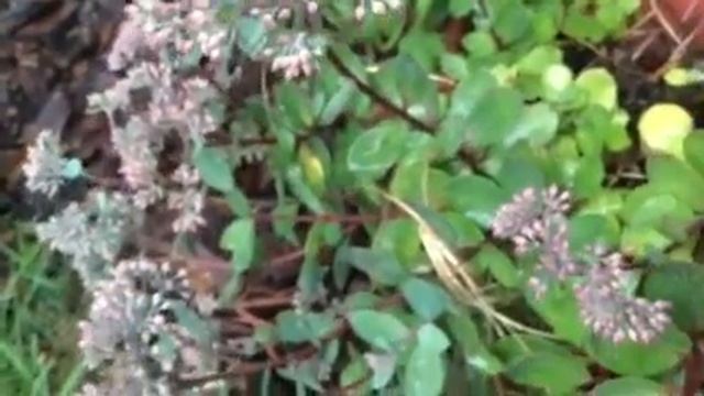 6 Reasons to Grow Sedum Matrona in Containers! #containergardening смотреть онлайн