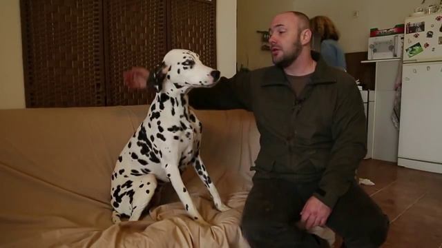 Планета Собак 32 Выпуск - Далматин (Хорватия) / 2013 смотреть онлайн