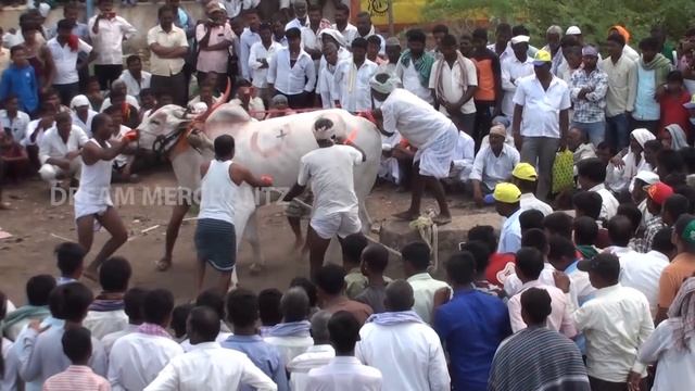 khilari breed bull pulling heavy weight stone in yadwad. festival.sharyat.stone bull 2. смотреть онлайн
