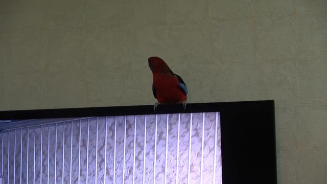 Попугай Розелла общается с собратьями в телевизоре [4к] смотреть онлайн