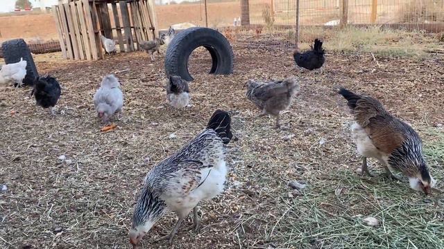 #Ameraucanachicken #livestock #farm Ameraucana Chickens смотреть онлайн