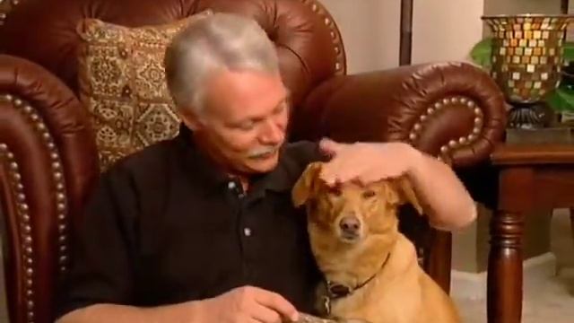 Dog Sitter Viewing Tips смотреть онлайн