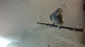 Корелла распевается