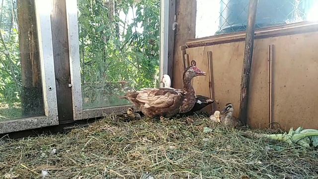 Мускусная утка(Индоутка)!!! Уход, кормление, содержание!!! Азы разведения! смотреть онлайн